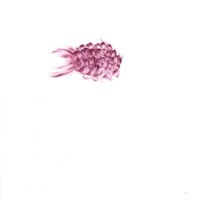 pastel rose sur calque, 2007, 29,7x21cm( coll FNAC/Cndp  7)